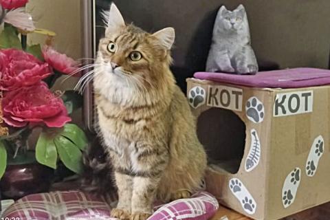 В дар кошку. Забытая дачная игрушка, ласковый котик-подросток Барсик в дар. Фото1