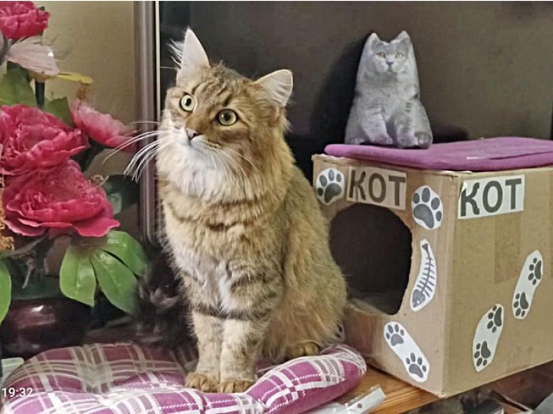 В дар кошку