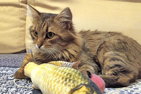 В дар кошку. Забытая дачная игрушка, ласковый котик-подросток Барсик в дар. Фото2