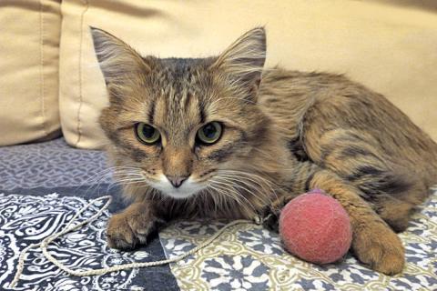 В дар кошку. Забытая дачная игрушка, ласковый котик-подросток Барсик в дар. Фото4