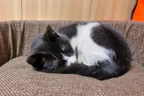 В дар кошку. Бывшедомашний молодой котик Феликс замерзает на улице . Фото3