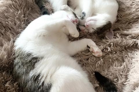 В дар кошку. Неразлучные котики Миша и Гриша ищут дом. Фото2