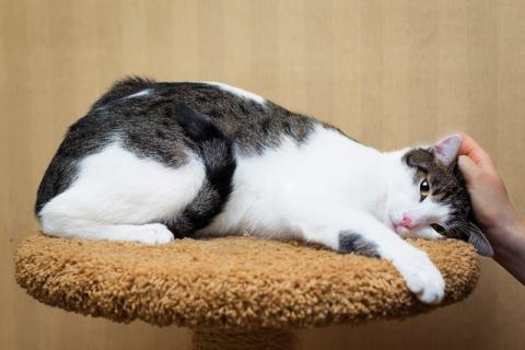 В дар кошку. Неразлучные котики Миша и Гриша ищут дом. Фото3