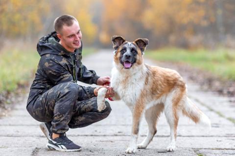В дар собаку. Ваш самый верный друг, молодой пес Гаврюша в добрые руки. Фото3