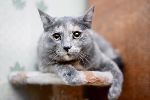 В дар кошку. Трехцветный котенок Нила в добрые руки. Фото1