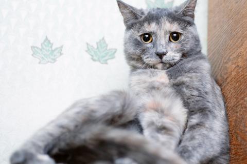 В дар кошку. Трехцветный котенок Нила в добрые руки. Фото2