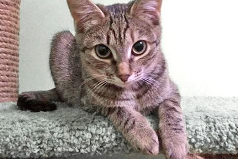 В дар кошку. Маленькая королева Кетти в добрые руки. Фото1