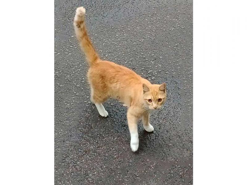 В дар кошку