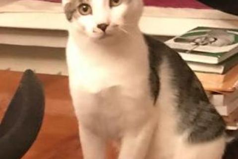 В дар кошку. Смышленый котенок Солик в добрые руки. Фото1