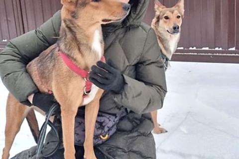 В дар собаку. Молодые абсолютно домашние собачки Майра и Онда в добрые руки. Фото2