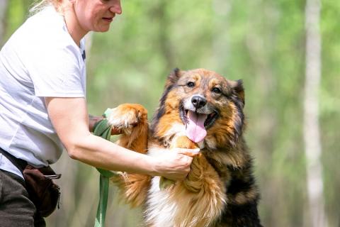 В дар собаку. Ласка - ласковая, добрая, нежная девочка! Ищет семью. Фото3