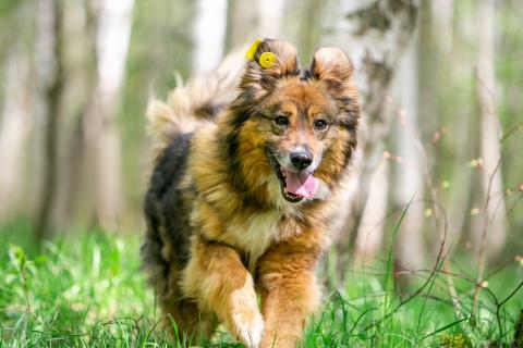 В дар собаку. Ласка - ласковая, добрая, нежная девочка! Ищет семью. Фото4