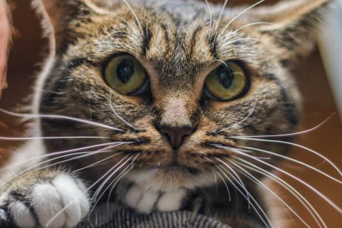 В дар кошку. Бесплатно макрелевая красавица кошка с золотыми глазами в дар. Фото4