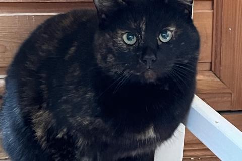 В дар кошку. Кошка Маруся ищет дом!. Фото2