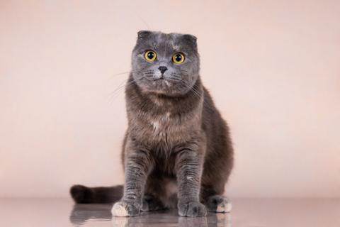 В дар кошку. Вита шотландской вислоухой породы в дар. Фото1