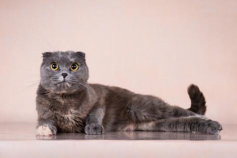 В дар кошку. Вита шотландской вислоухой породы в дар. Фото2