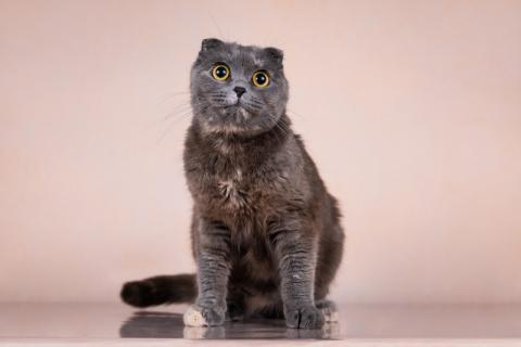 В дар кошку. Вита шотландской вислоухой породы в дар. Фото3