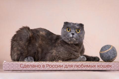В дар кошку. Вита шотландской вислоухой породы в дар. Фото4