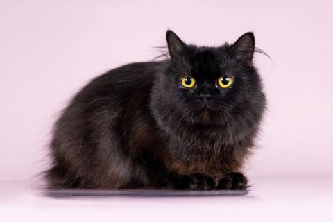 В дар кошку. Сама нежность, молодая домашняя кошечка Лана ищет дом. Фото4