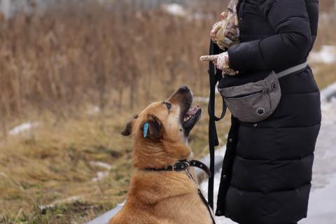 В дар собаку. Хана: звезда, которая ждет своего часа! В добрые руки. Фото3