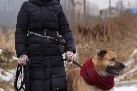 В дар собаку. Хана: звезда, которая ждет своего часа! В добрые руки. Фото4