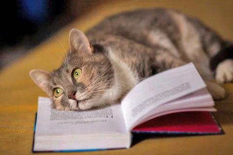 В дар кошку. Нежная толстушка Шанель, молодая трехцветная кошечка ищет дом. Фото2