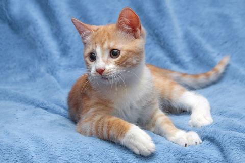 В дар кошку. Рыженький позитивчик, милейший котенок Персик в добрые руки. Фото1