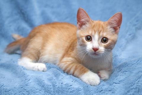 В дар кошку. Рыженький позитивчик, милейший котенок Персик в добрые руки. Фото3