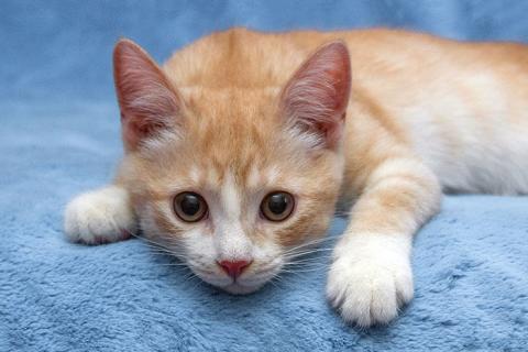 В дар кошку. Рыженький позитивчик, милейший котенок Персик в добрые руки. Фото4