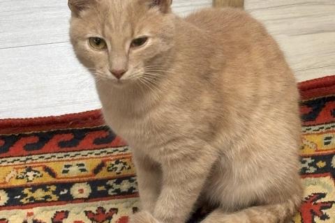 В дар кошку. Ласковый котик Бося в добрые руки. Фото1