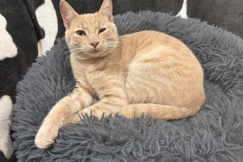 В дар кошку. Ласковый котик Бося в добрые руки. Фото4