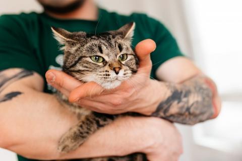 В дар кошку. Мемная кошечка Таисья в добрые руки. Фото2