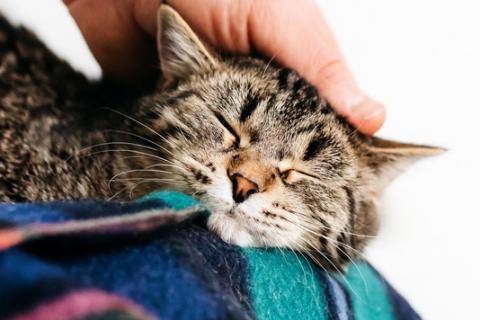 В дар кошку. Мемная кошечка Таисья в добрые руки. Фото3