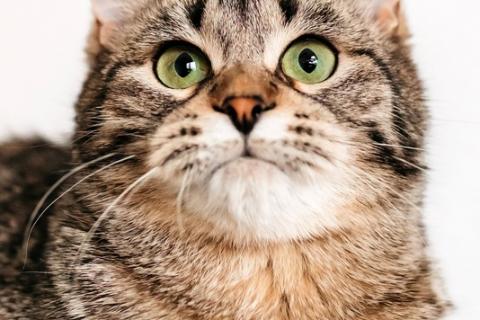 В дар кошку. Мемная кошечка Таисья в добрые руки. Фото4