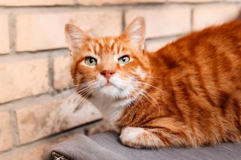 В дар кошку. Яркий рыжий кот Семён в добрые руки. Фото1