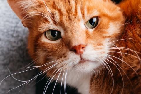 В дар кошку. Яркий рыжий кот Семён в добрые руки. Фото3