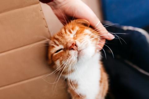 В дар кошку. Яркий рыжий кот Семён в добрые руки. Фото4