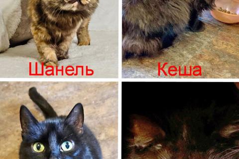 В дар кошку. Осиротевшие кошки умершей хозяйки ищут дом или передержку. Фото1