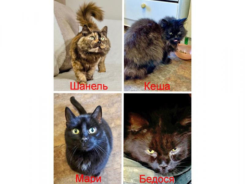 В дар кошку