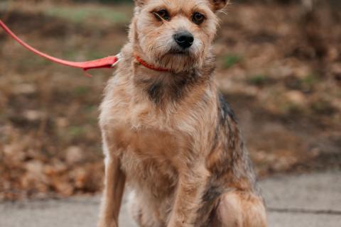 В дар собаку. Настоящая дворянка Лина в добрые руки. Фото1