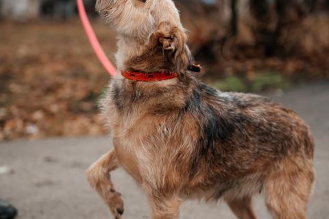 В дар собаку. Настоящая дворянка Лина в добрые руки. Фото2