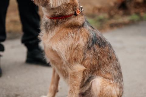 В дар собаку. Настоящая дворянка Лина в добрые руки. Фото3