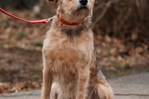 В дар собаку. Настоящая дворянка Лина в добрые руки. Фото4