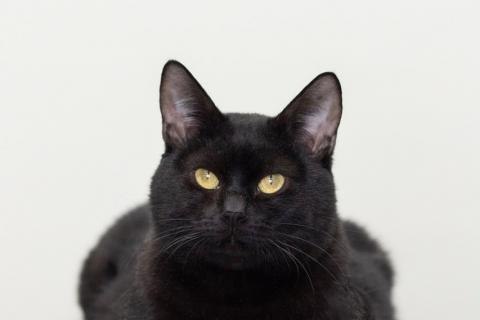 В дар кошку. Котик Черныш. Фото4
