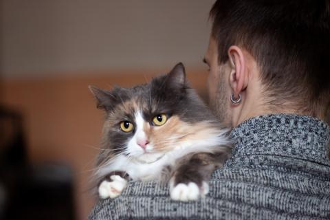 В дар кошку. Шикарная кошка Прима в добрые руки. Фото2