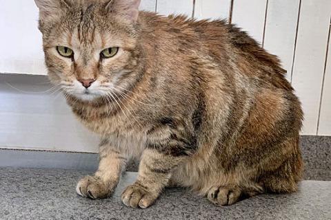 В дар кошку. Домашняя любимица, ласковая, уютная кошечка Сонечка в добрые руки. Фото3