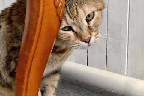 В дар кошку. Домашняя любимица, ласковая, уютная кошечка Сонечка в добрые руки. Фото4
