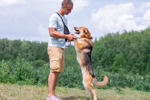 В дар собаку. Ласковый пёс Тайгер в добрые руки. Фото4