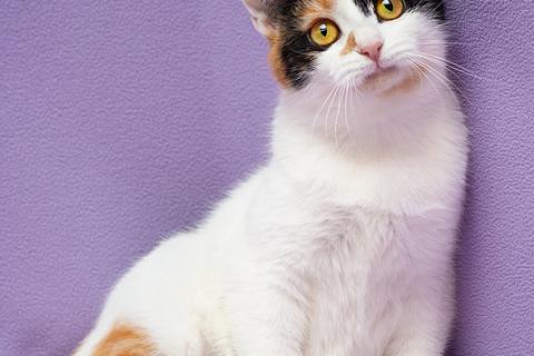 В дар кошку. Яркий трехцветный котёнок Варя в дар. Фото4