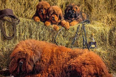 Продаю собаку. Щенки тибетского мастифа. Фото2